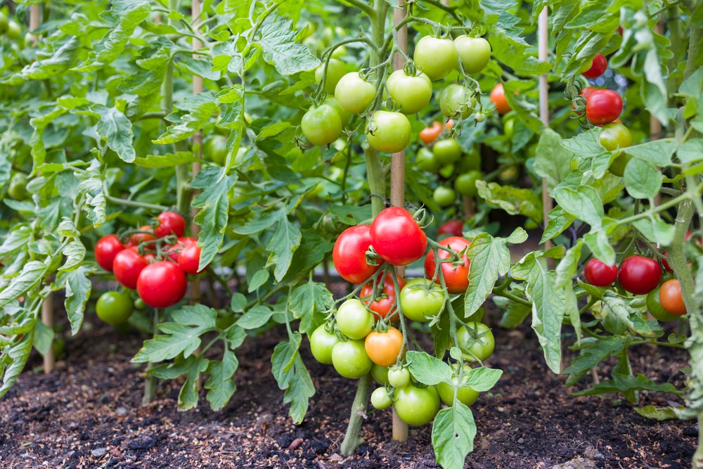 Tomate 4